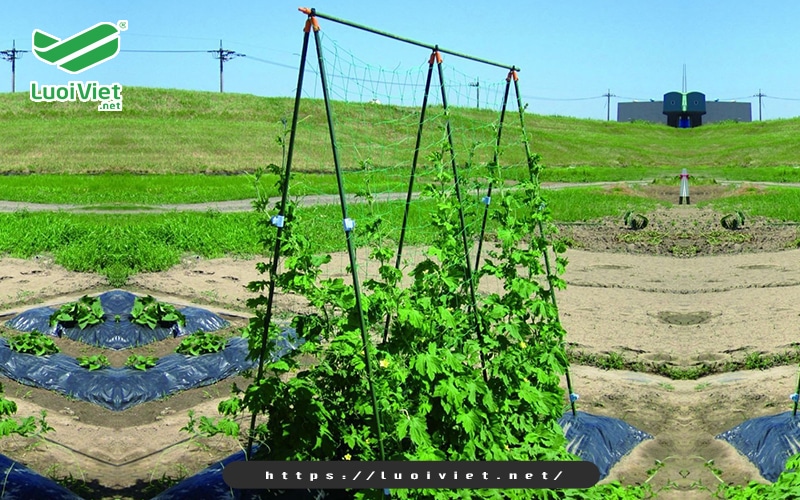 Lợi ích của lưới giàn leo trong sản xuất nông nghiệp 4 kieu-giang-luoi-gian-leo-chu-a