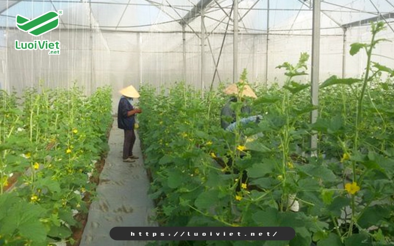 Lợi ích của lưới giàn leo trong sản xuất nông nghiệp 6 kieu-giang-luoi-gian-leo-chu-l
