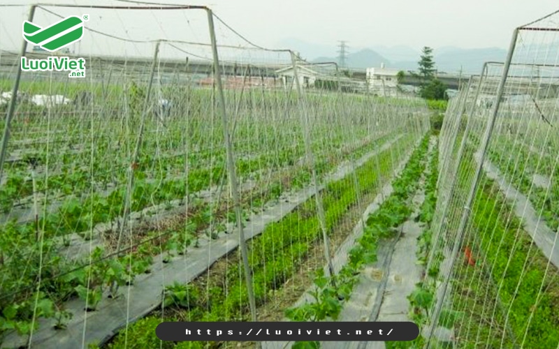 Lợi ích của lưới giàn leo trong sản xuất nông nghiệp 5 kieu-giang-luoi-gian-leo-chu-u
