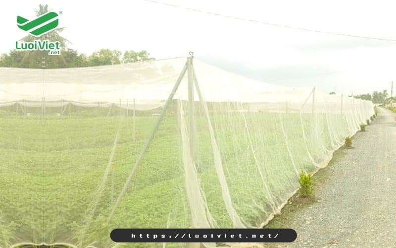 luoi-chan-con-trung-duoc-su-dung-de-trong-rau-sach