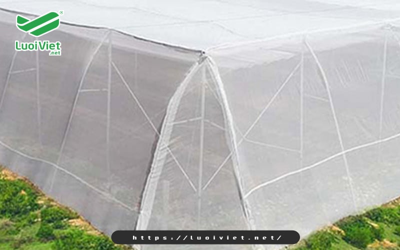 luoi-chan-con-trung-trong-nam-hoa