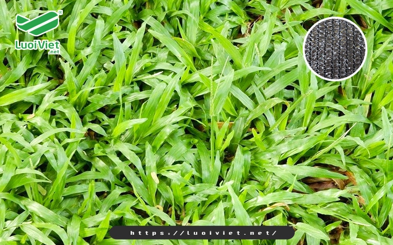 Lưới chắn mọc cỏ là gì? Lợi ích của việc lắp đặt lưới chống cỏ 3 luoi-chan-moc-co-giup-ngan-ngua-su-phat-trien-cua-co-dai