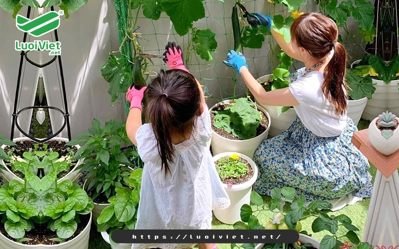 Lợi ích của lưới giàn leo trong sản xuất nông nghiệp 3 luoi-gian-leo-duoc-giang-o-nhieu-vi-tri