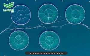 nhung-dieu-can-biet-ve-luoi-nuoi-trong-thuy-hai-san