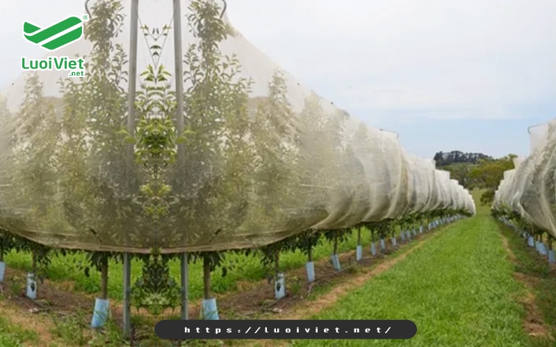 su-dung-luoi-chan-con-trung-trum-vuon-trai-cay