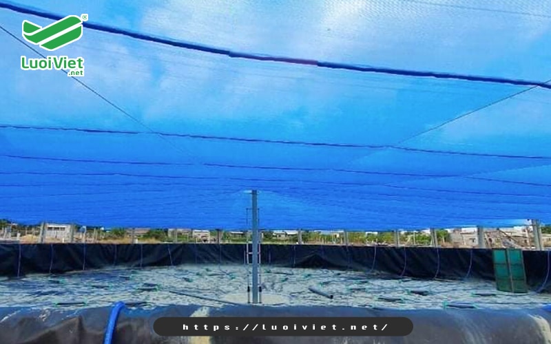 su-dung-luoi-che-nang-cho-dam-nuoi-tom