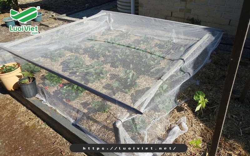 ung-dung-cua-luoi-chan-con-trung-trong-nong-nghiep