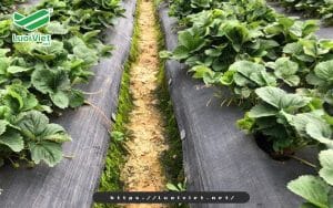 Ứng dụng của lưới chắn mọc cỏ trong nông nghiệp