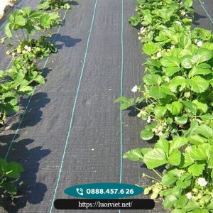 Lưới chắn mọc cỏ 1 Lưới-chắn-mọc-cỏ1