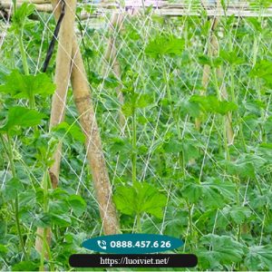 Lưới giàn leo 4 Lưới-giàn-leo3