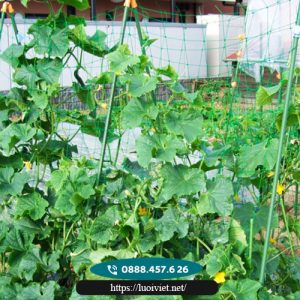 Lưới giàn leo 3 Lưới-giàn-leo4