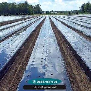Màng-phủ-nông-nghiệp2