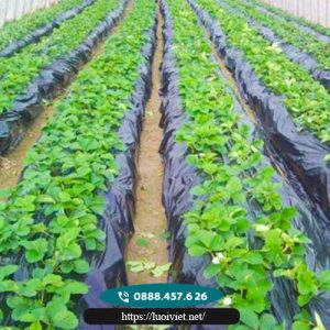 Màng-phủ-nông-nghiệp3