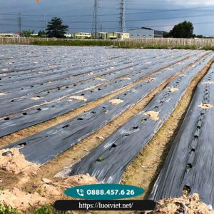 Màng-phủ-nông-nghiệp6