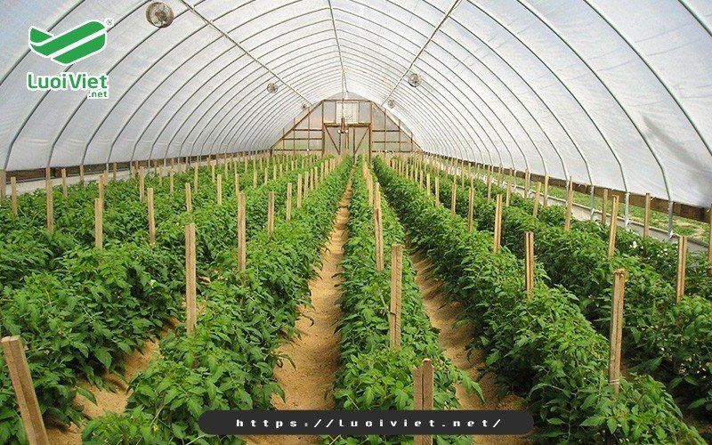 Nhà lưới trồng rau sạch - xu hướng mới trong nông nghiệp 2 khai-niem-nha-luoi-trong-rau-sach