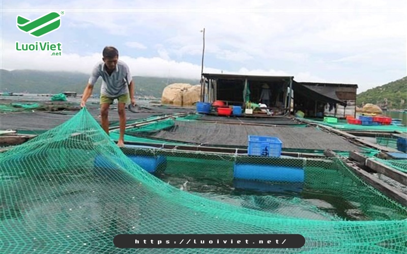 luoi-o-vuong-dung-de-nuoi-ca