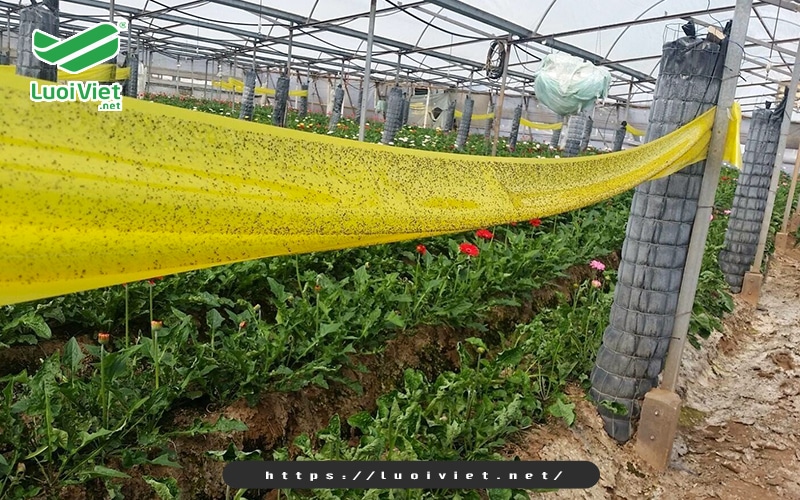Bí quyết giúp nhà nông diệt côn trùng an toàn, hiệu quả  3 mieng-dan-bay-con-trung-mau-vang