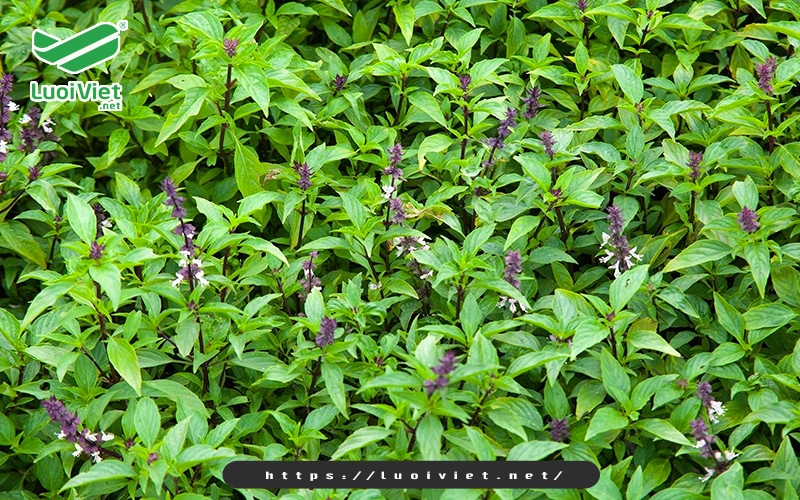 Bí quyết giúp nhà nông diệt côn trùng an toàn, hiệu quả  8 rau-hung-que-diet-con-trung