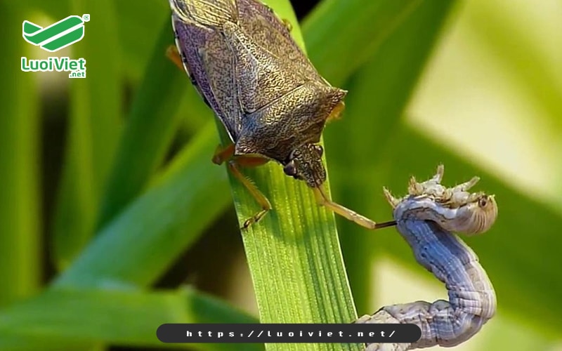Bí quyết giúp nhà nông diệt côn trùng an toàn, hiệu quả  5 su-dung-cac-loai-vat-thien-dich