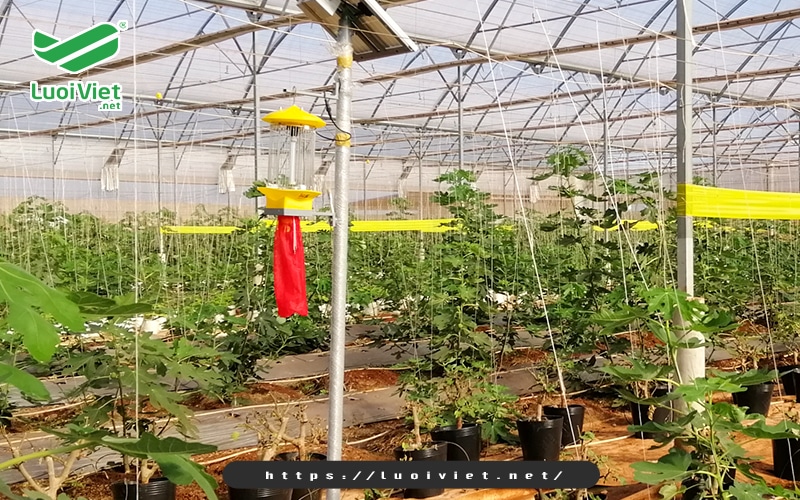 Bí quyết giúp nhà nông diệt côn trùng an toàn, hiệu quả  4 su-dung-den-diet-con-trung