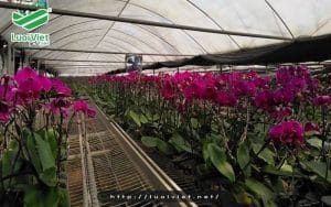 Bật mí kinh nghiệm chọn lưới che nắng cho lan tốt nhất