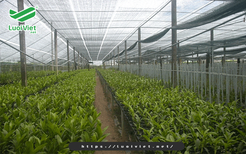 Lưới che nắng trồng rau nên dùng loại nào? Mua ở đâu uy tín? 1 Lưới che nắng trồng rau là gì?