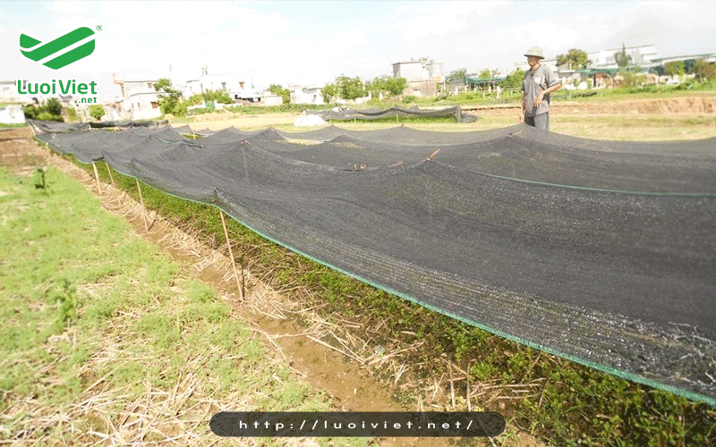 Lưới che nắng trồng rau nên dùng loại nào? Mua ở đâu uy tín? 2 Căng lưới che thắng theo luống rau