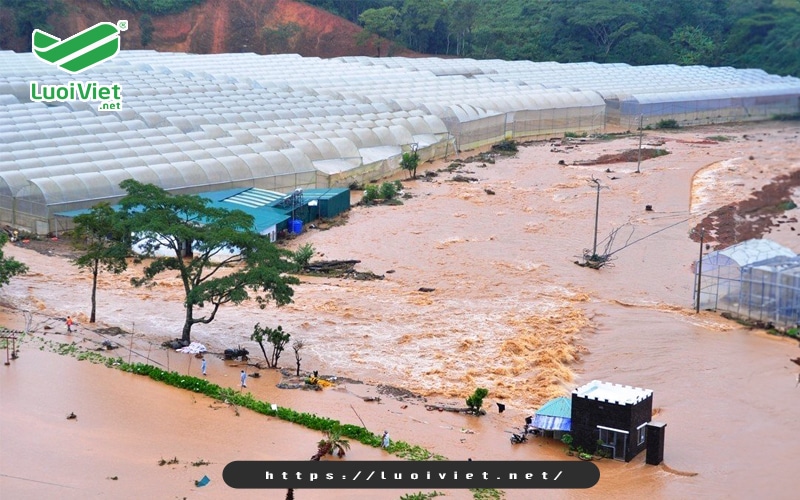 Giải pháp nào thay thế cho nhà kính tại nội ô TP. Đà Lạt? 2 Nhà kính gây ra ngập lụt