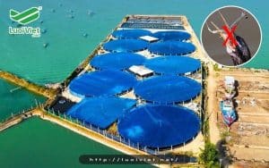 Chim trời không còn là mối đe dọa nhờ lưới che nắng ao tôm 