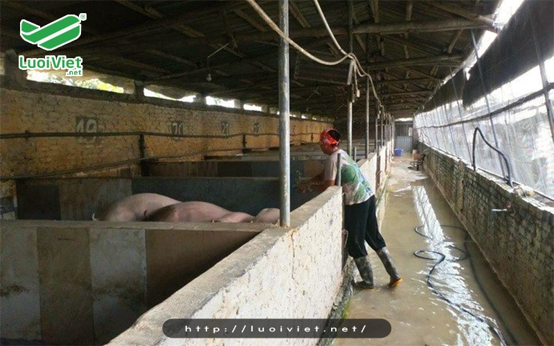 Sử dụng lưới chắn côn trùng giúp đẩy lùi dịch tả lợn châu Phi 