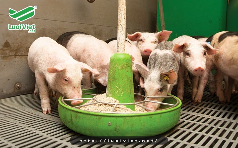 Nguồn thức ăn và nước uống bị nhiễm bệnh