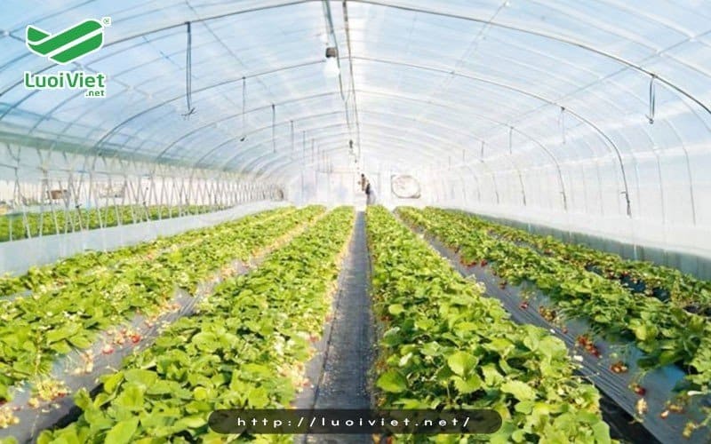 Nhà lưới thích hợp với loại cây trồng nào?