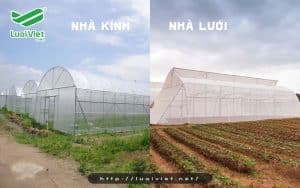 So sánh nhà lưới và nhà kính