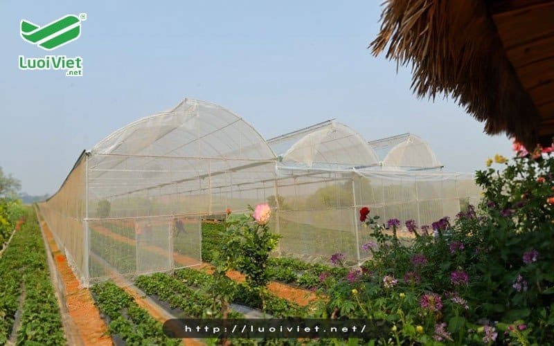 Nhà lưới là gì?