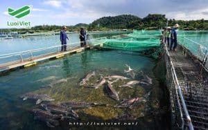 Mô hình nuôi cá tầm trong lồng/bè