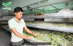 Sử dụng lưới cước ô vuông nuôi tằm cho hiệu quả vượt trội